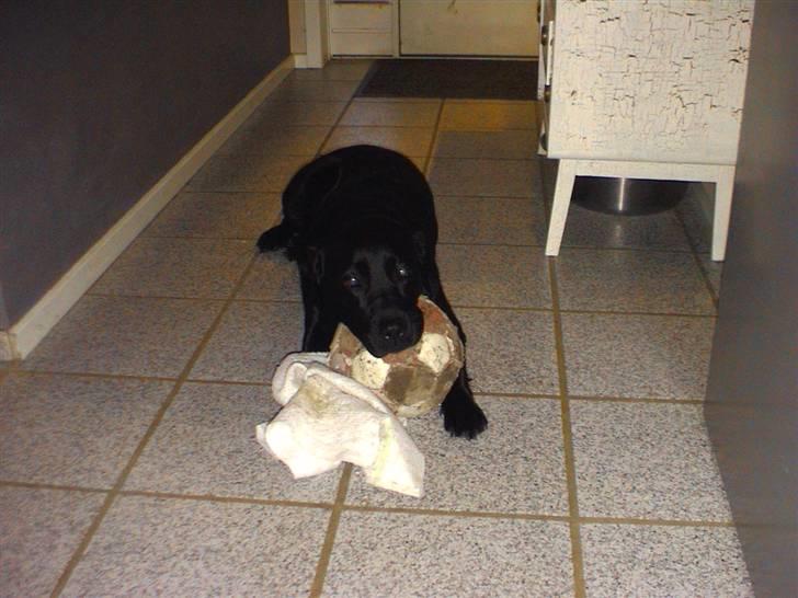 Labrador retriever Joy billede 10