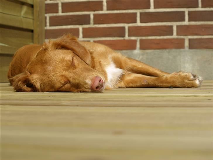 Nova scotia duck tolling retriever Diana  billede 6