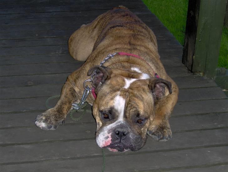 Engelsk bulldog Berta - Berta ´´nu´´ billede 4