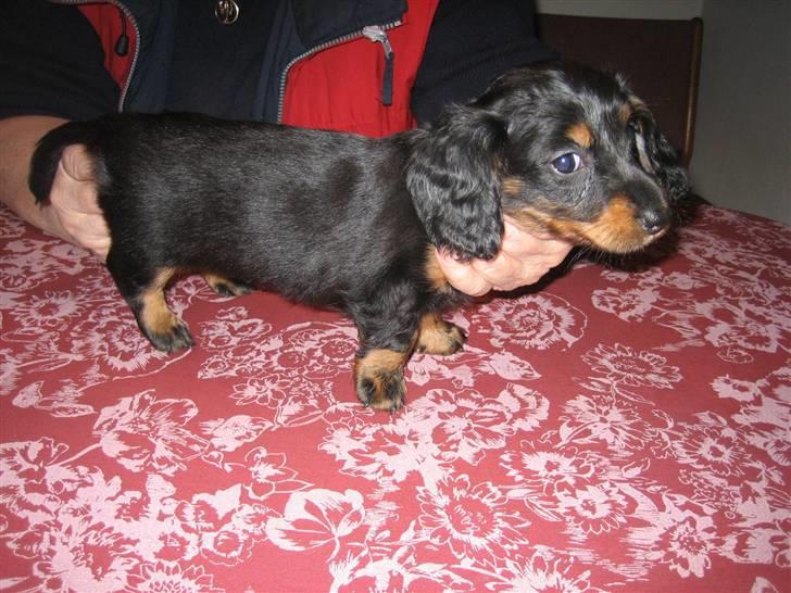 Dværggravhund Mille - Mille 7 uger billede 3