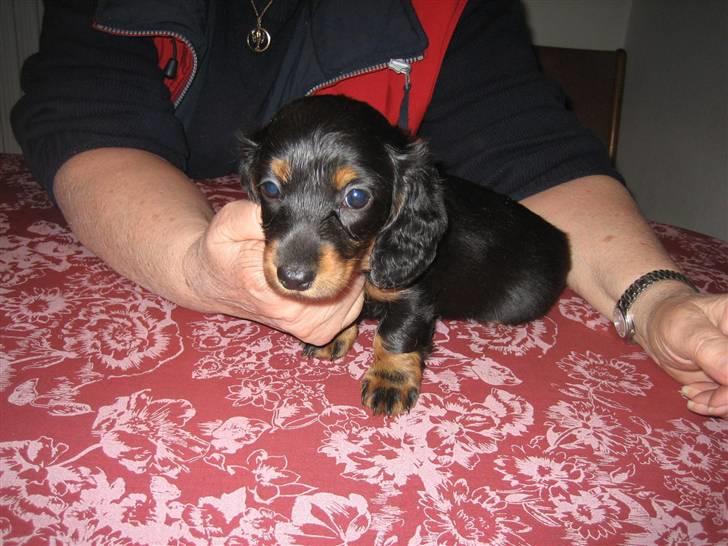 Dværggravhund Mille - Mille 7 uger billede 4