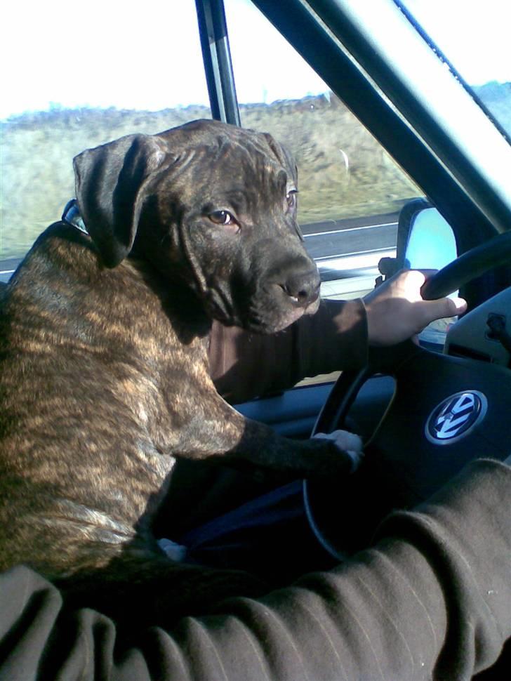 Amerikansk staffordshire terrier Carlos billede 6