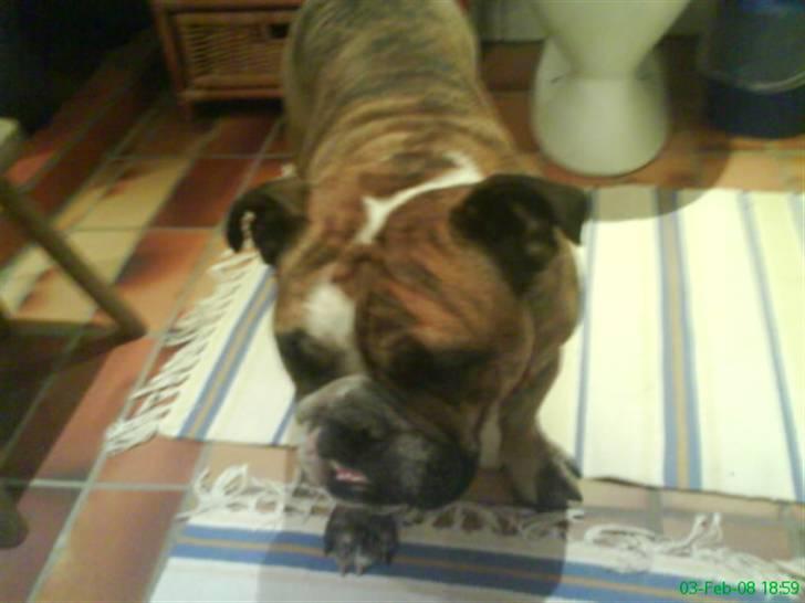 Engelsk bulldog Berta - Berta ´´nu´´ billede 5