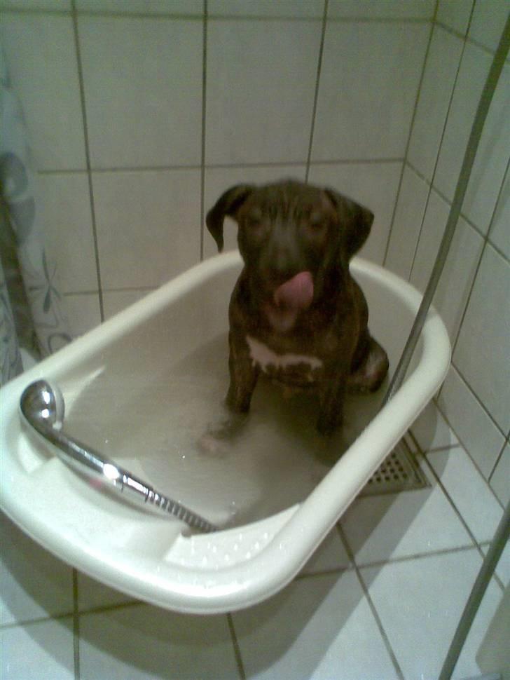 Amerikansk staffordshire terrier Carlos - Carlos elsker at bade billede 7