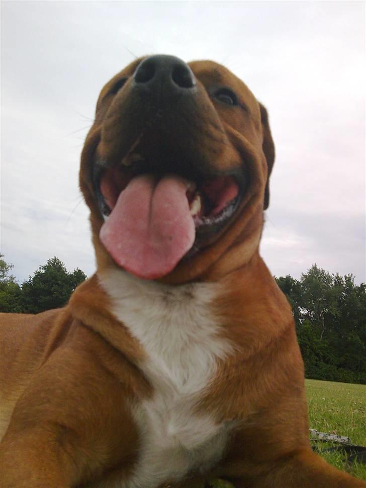 Blanding af racer Kenzo billede 18