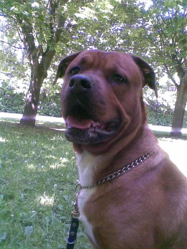 Blanding af racer Kenzo billede 19