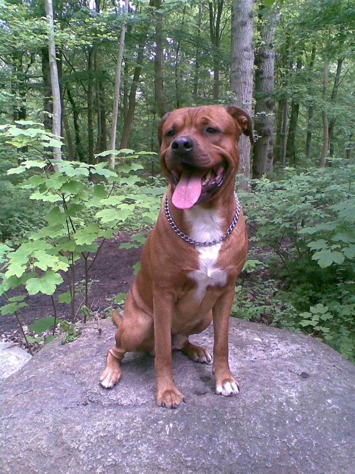 Blanding af racer Kenzo - I skoven billede 20