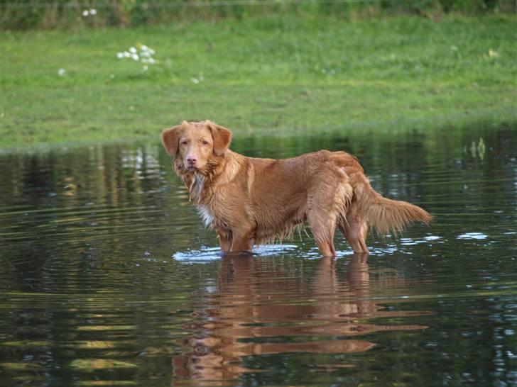 Nova scotia duck tolling retriever Diana  billede 7