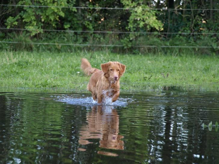 Nova scotia duck tolling retriever Diana  billede 8