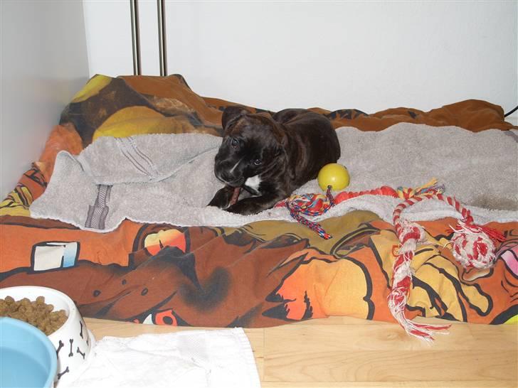 Blanding af racer My billede 11