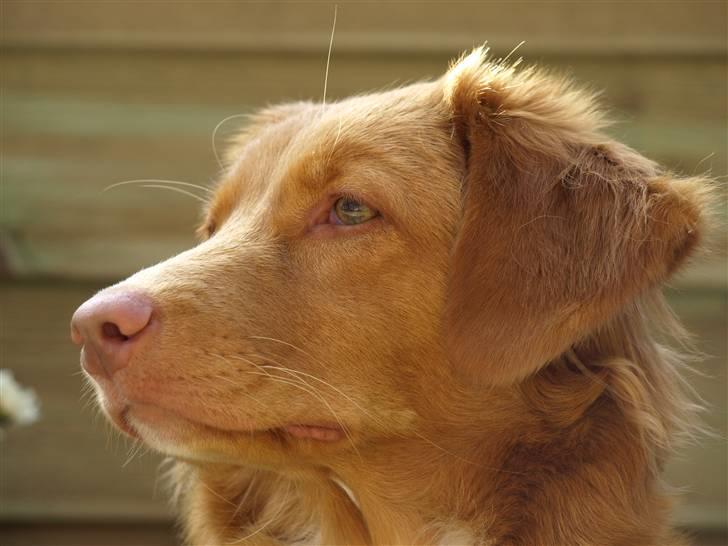 Nova scotia duck tolling retriever Diana  billede 9
