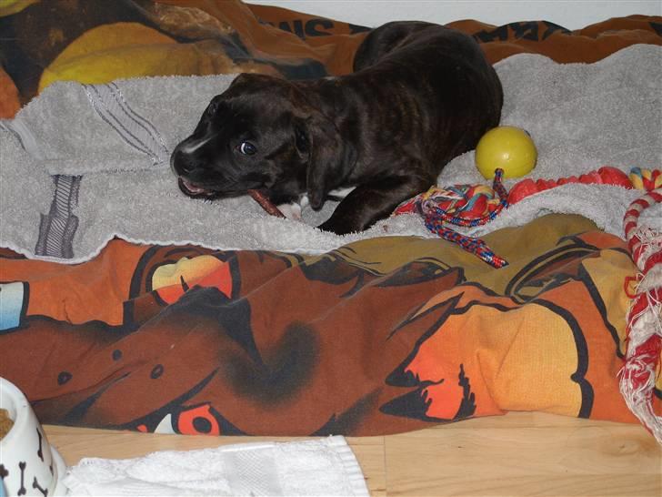 Blanding af racer My billede 12