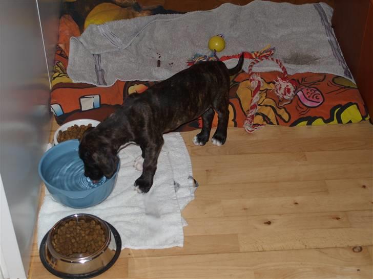 Blanding af racer My billede 13