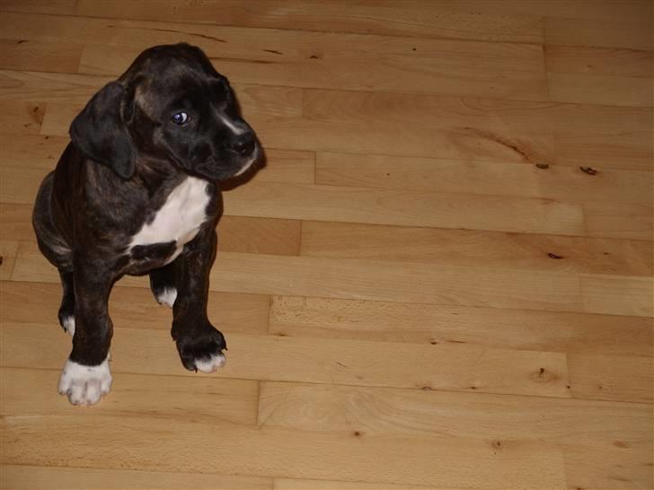 Blanding af racer My billede 14