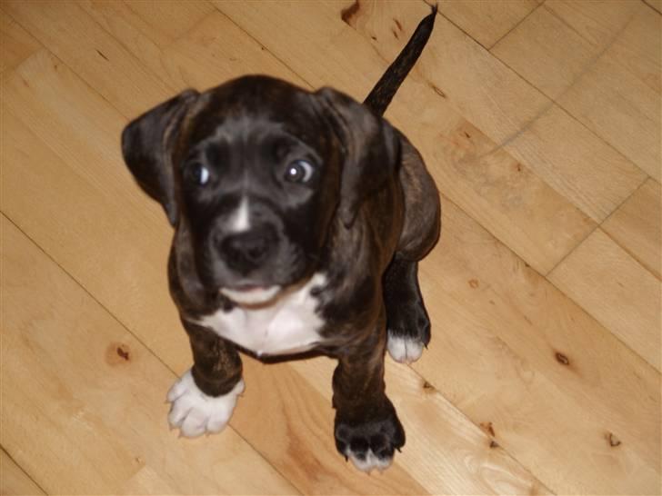 Blanding af racer My billede 15