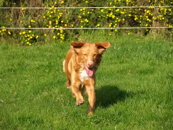 Nova scotia duck tolling retriever Diana  billede 10