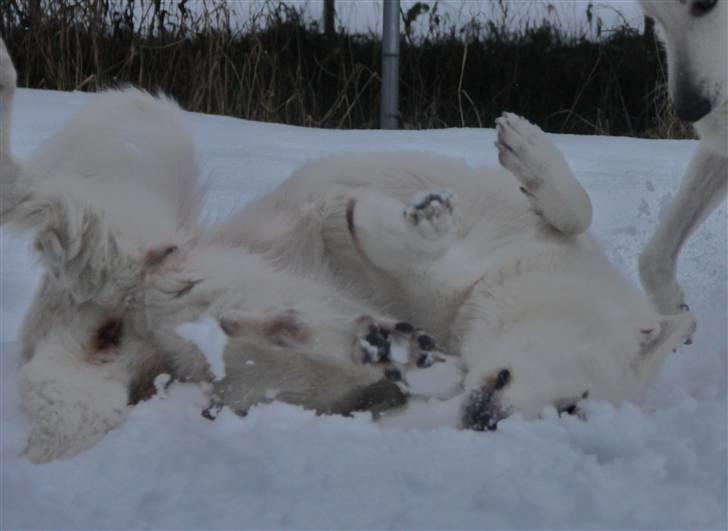 Hvid Schweizisk Hyrdehund Jessie White 06-07-2011 billede 15