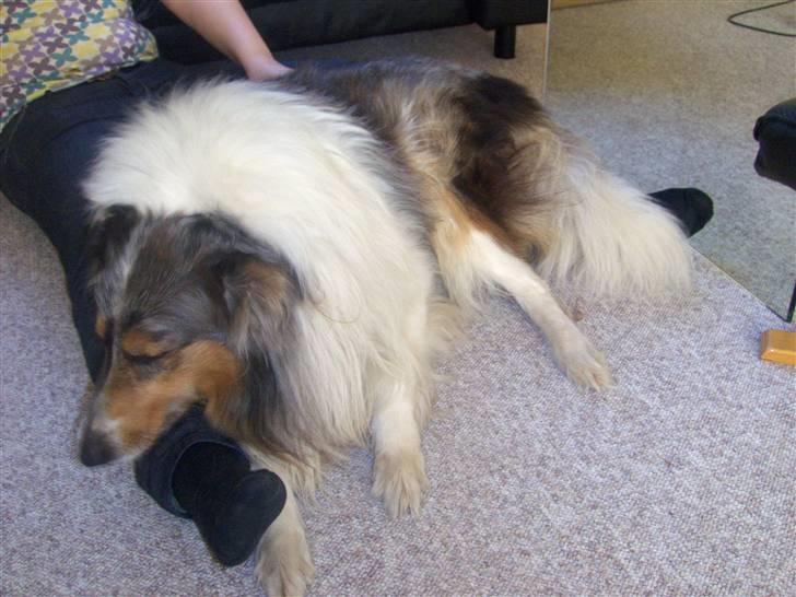 Collie langhåret Mikkie billede 8