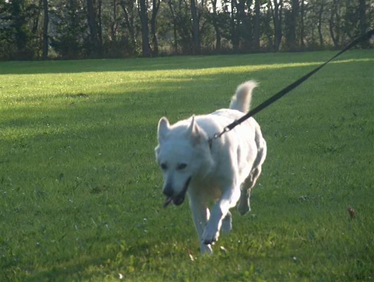 Hvid Schweizisk Hyrdehund Jessie White 06-07-2011 - Hvem siger at man ikke kan have fart over feltet ?? billede 16