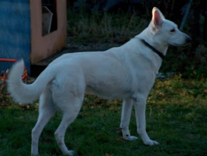 Hvid Schweizisk Hyrdehund Jessie White 06-07-2011 billede 17