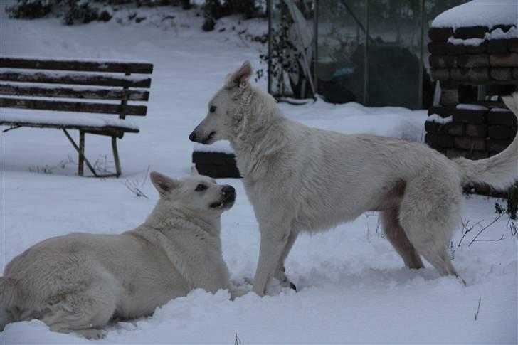 Hvid Schweizisk Hyrdehund Jessie White 06-07-2011 - Mor og datter, tager en slappert efter deres leg :-) billede 18
