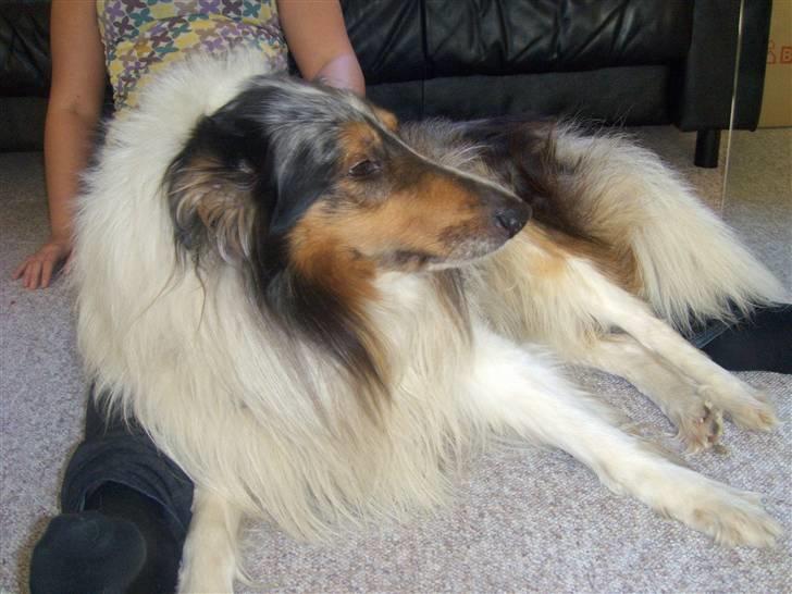 Collie langhåret Mikkie billede 9