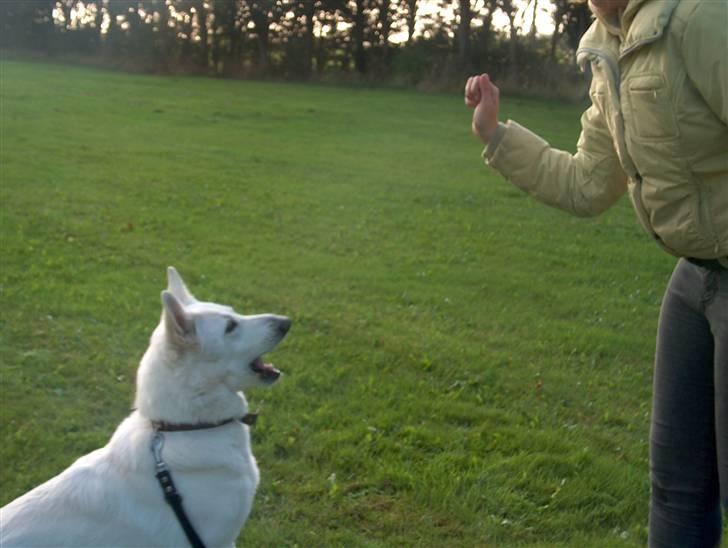 Hvid Schweizisk Hyrdehund Jessie White 06-07-2011 billede 19