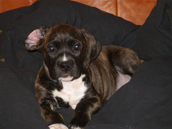 Blanding af racer My billede 16