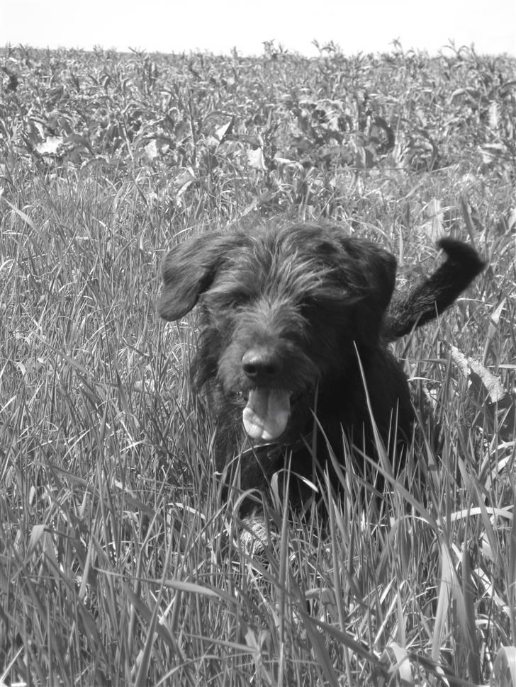 Blanding af racer Jack - velkommen til Jack´s profil billede 1