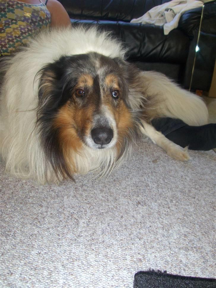 Collie langhåret Mikkie billede 10
