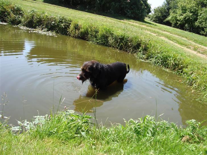 Blanding af racer Jack - det er godt at far har en dam jeg kan bade i når det er varmt billede 2