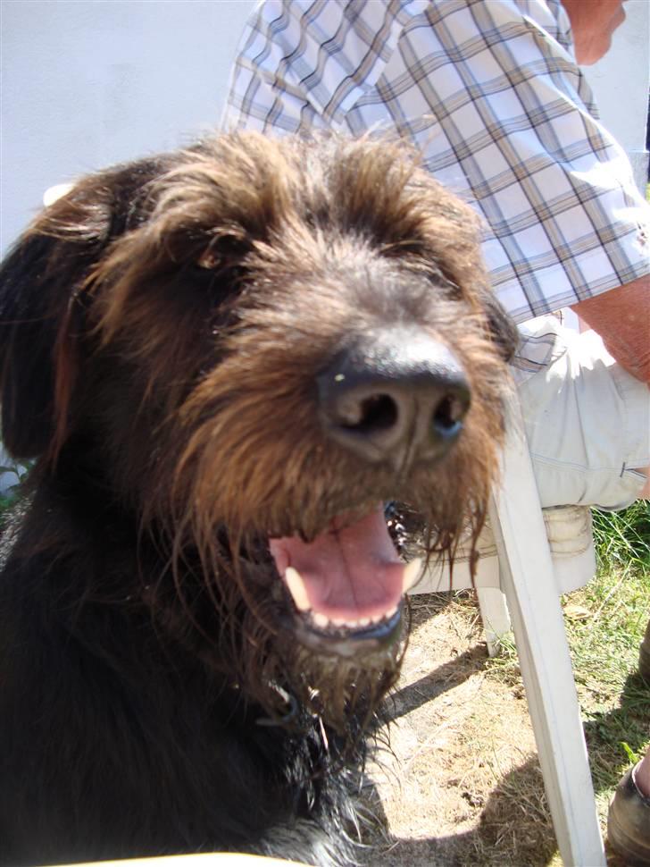 Blanding af racer Jack - jeg er så glad for at i kiggede forbi billede 3