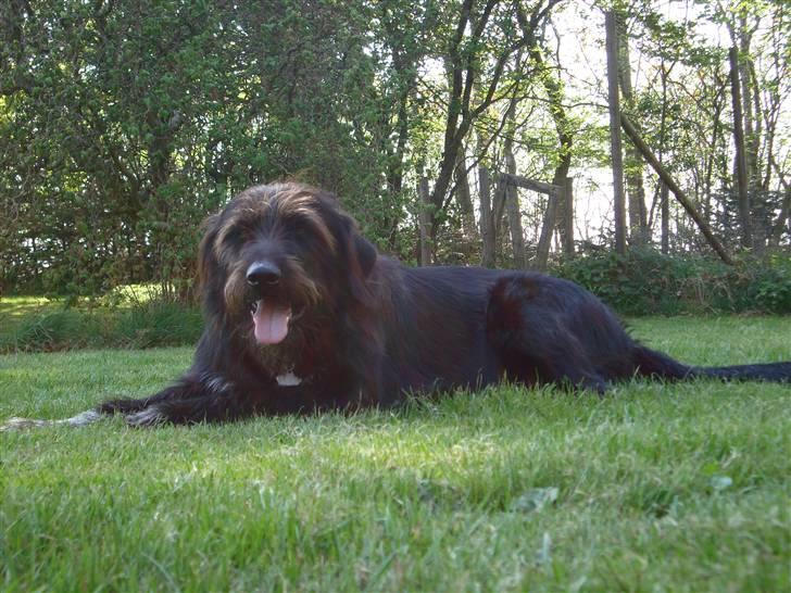 Blanding af racer Jack - det er dejligt at slappe af når man lige har løbet en masse billede 4