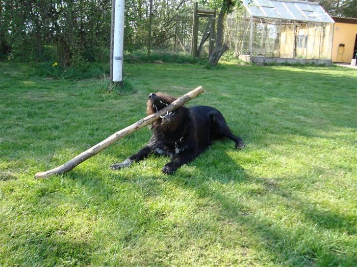 Blanding af racer Jack - ingen pind er for stor til mig billede 5