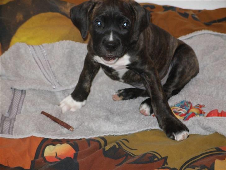 Blanding af racer My billede 17