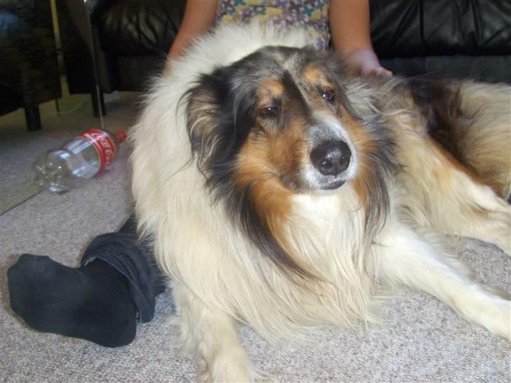 Collie langhåret Mikkie billede 11