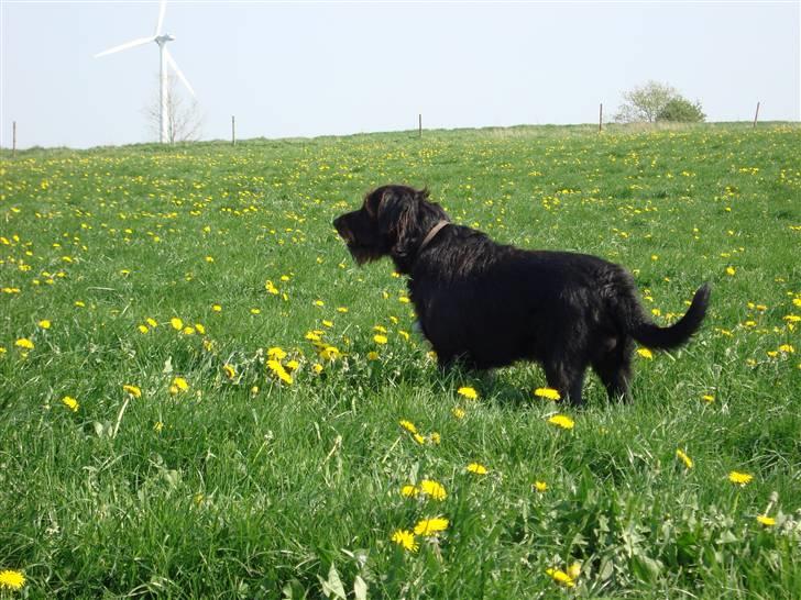 Blanding af racer Jack - kigger ud over markerne billede 7