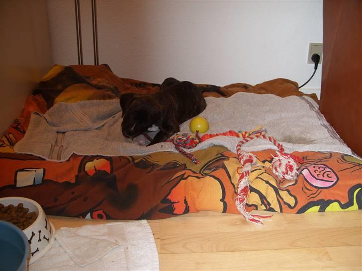 Blanding af racer My billede 18