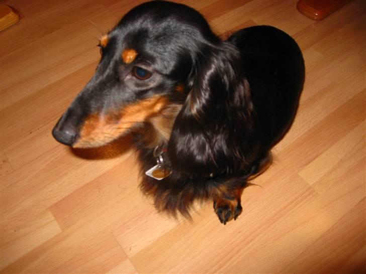 Dværggravhund Mille - Mille 2 år billede 5