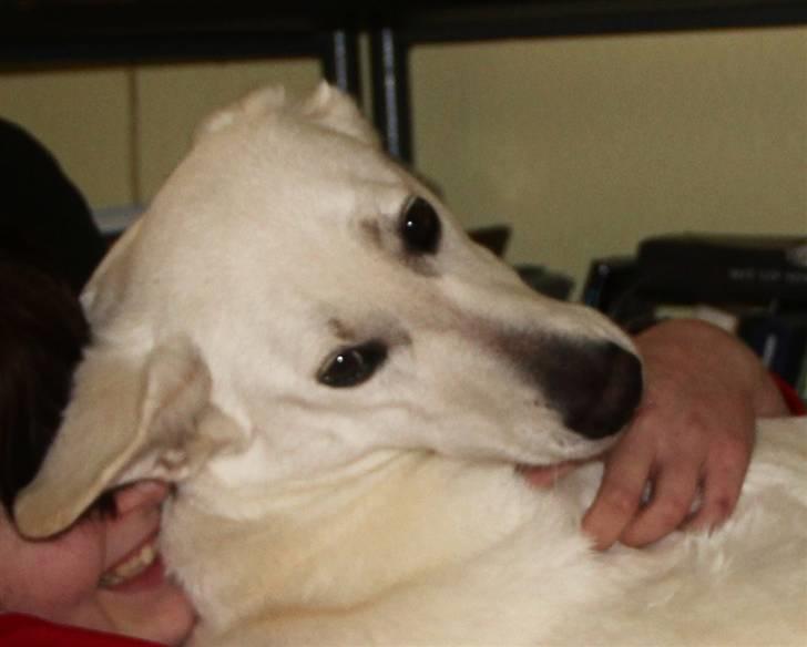 Hvid Schweizisk Hyrdehund Amica White 25.06.2013 - Se dum ud for en 10´er.. billede 8