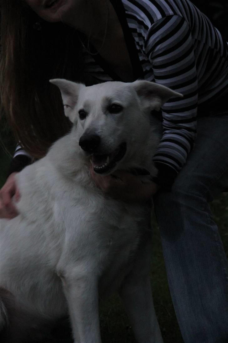 Hvid Schweizisk Hyrdehund Amica White 25.06.2013 - Kønne kønne hund! billede 10