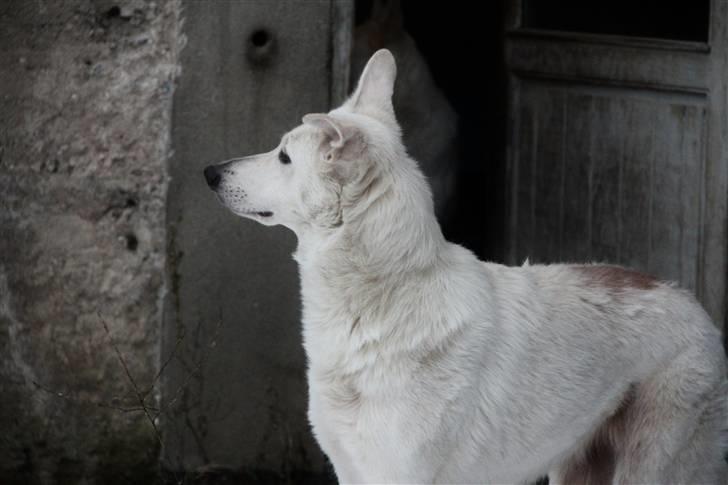 Hvid Schweizisk Hyrdehund Amica White 25.06.2013 - Smuk som sin mor, Jessie.  billede 11