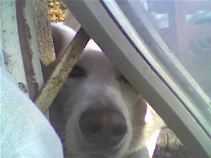 Hvid Schweizisk Hyrdehund Amica White 25.06.2013 - jeg er her mor her her er jeg billede 13