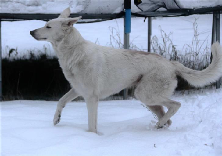 Hvid Schweizisk Hyrdehund Amica White 25.06.2013 - Lækker tøs, tøffer rundt i sneen :-)!  billede 14