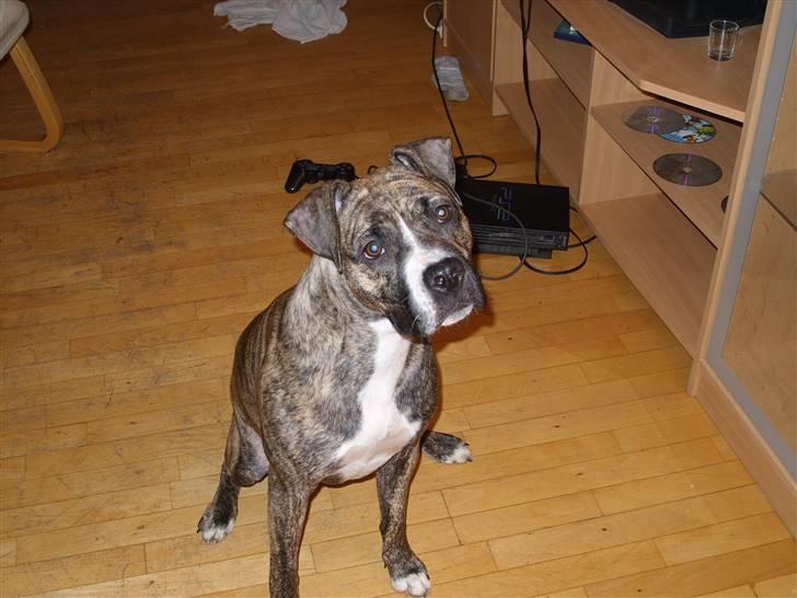 Amerikansk staffordshire terrier Zika billede 14