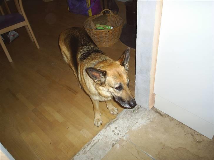 Schæferhund Kia R.I.P - hej<3 billede 1