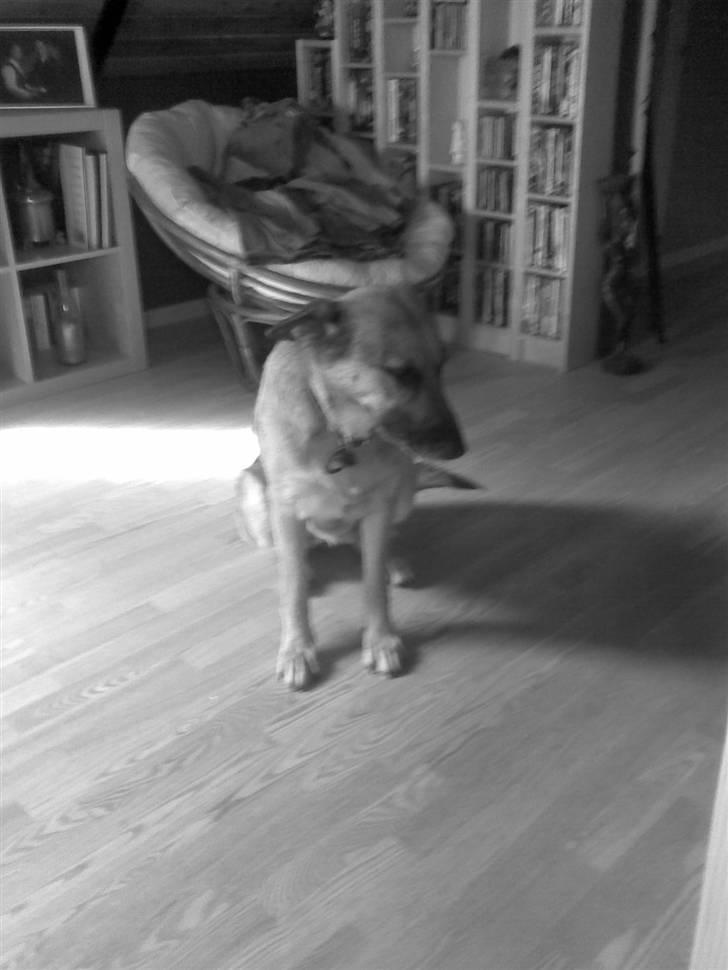 Schæferhund Kia R.I.P - hvis jeg kigger væk ser hun mig ikke billede 2