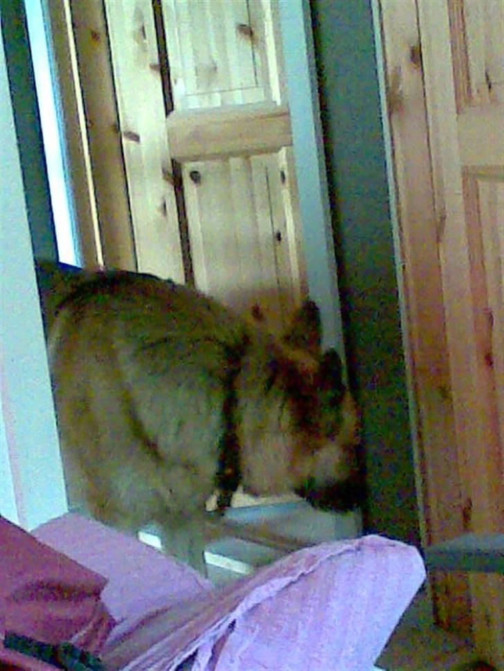 Schæferhund Kia R.I.P - ikke nu igen billede 3