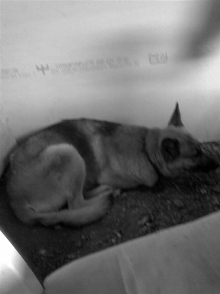 Schæferhund Kia R.I.P - jeg holder øje med dig Jack billede 4