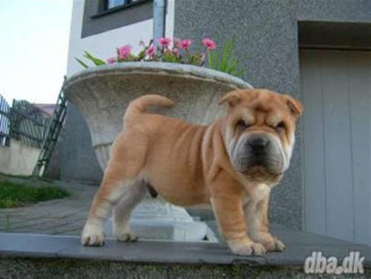 Shar pei Bertil - "hvem vil købe mig?" mit første modelfoto! billede 1